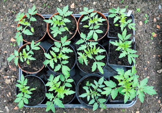 Tomato plants in 5 inch pots.