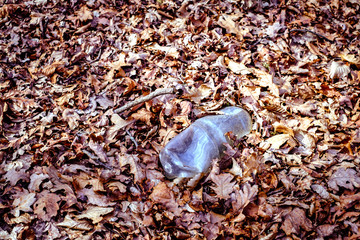 The concept of environmental pollution by human life products. Garbage from domestic waste polluted autumn forest. Dumbrava forest, Sibiu,