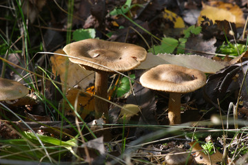  Mushrooms in the autumn forest © moniadk