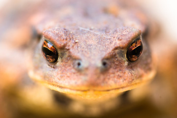 Crapaud en gros plan