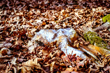The concept of environmental pollution by human life products. Garbage from domestic waste polluted autumn forest. Dumbrava forest, Sibiu,