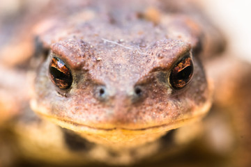 Crapaud en gros plan