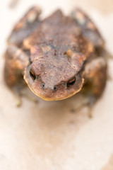 Crapaud en gros plan