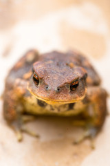 Crapaud en gros plan