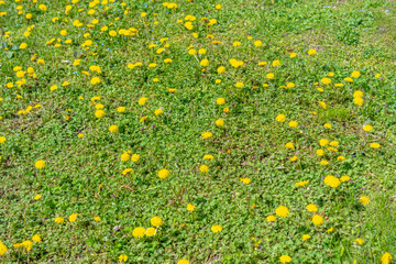 Field of Blooming Yellow Dandelions