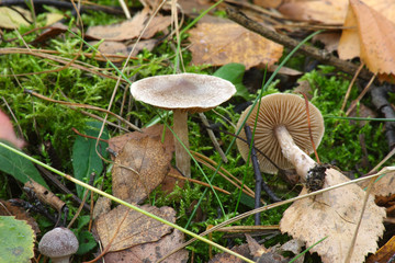 
Mushrooms in the autumn forest