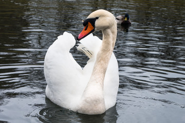 łabędź