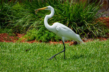 Snowy Egret