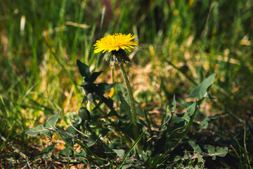dandelion flower (Taraxacum officinale) in nature