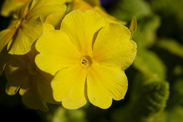 Close up of a yellow Primrose in the spring sunshine