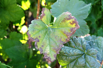 Blackcurrant disease. Anthracnose on the leaf
