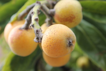 Ripe loquat fruit on branch of loquat(Eriobotrya japonica) tree