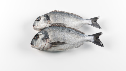 fresh fish on white background