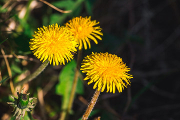 dandelion flower (Taraxacum officinale) in nature