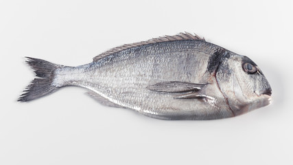 fresh fish on a white background