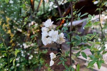 満開のモッコウバラ