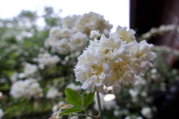 満開のモッコウバラ