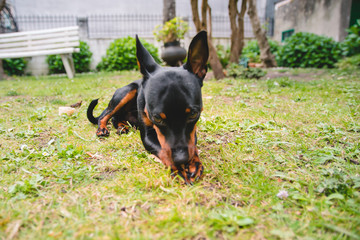 Close-up of a mini pinscher dog eating and playing