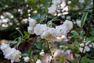 満開のモッコウバラ