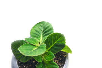 Begonia pot isolate window flower green white