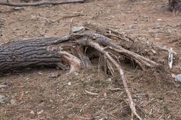 tree roots pulled out of the ground. broken tree roots