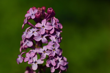 Close-up of a lilac purple flower in spring, against a green background