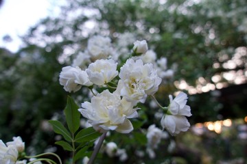 満開のモッコウバラ