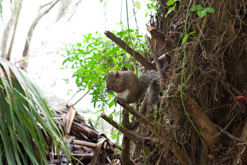 squirrel on a palm tree