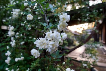 満開のモッコウバラ