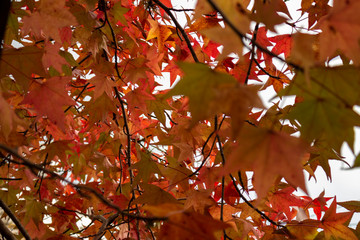 Golden leaves in the fall. Close up of dry leaves on trees during the fall.