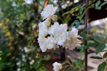 満開のモッコウバラ