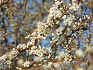 blooming sloe brush