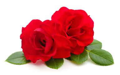 Beautiful red roses.