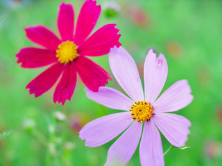 Pink cosmos flower blooming macro cosmos flower field, beautiful vivid natural summer garden outdoor park image.