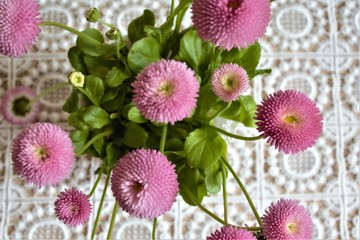 Pink  small flowers  on lace background