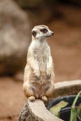 Adorable meerkat stands at the post
