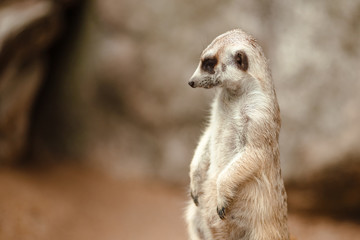 Adorable meerkat stands at the post