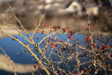 Growing rosehip bush with fruits