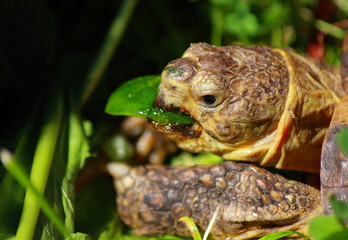 portrait of my turtle