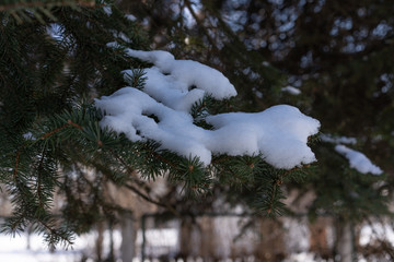 Snow lying on the branches of spruce