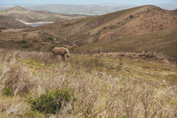 Fototapeta premium Elephant walk across the grassy field with views of hills in Africa