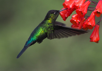 Talamanca-Kolibri in Costa Rica (Magnificent Hummingbird, Talamanca Hummingbiord)