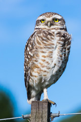 LECHUZA  VIZCACHERA