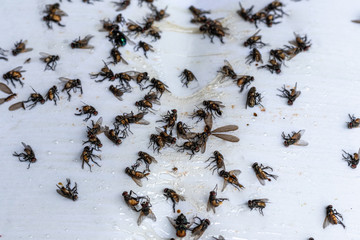 Many flies are stuck on paper with glue to trap the flies.