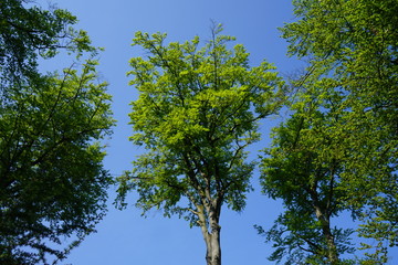 Baumkrone einer Buche im Frühling, Frühsommer 