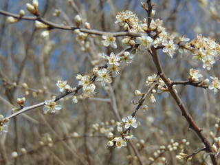 blooming sloe brush