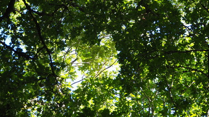 Fototapeta na wymiar luz solar penetrando entre las hojas verdes de los castaños gallegos, mellid,, la coruña, galicia, españa