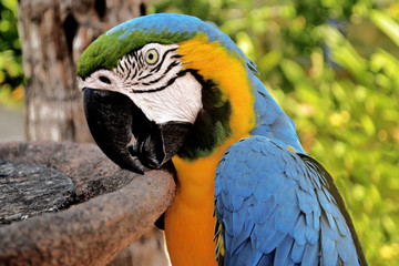 The macaw comes from South America, it is a species that stands out for the intensity of the colors of its feathers, as well as its exotic appearance. Venezuela.