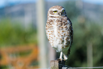 LECHUZAS DE LAS VIZCACHERAS
