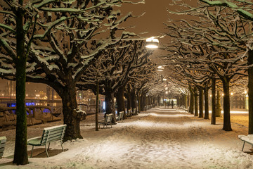 Winterliche Baumallee, Seepromenade, Luzern, Schweiz